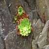 Plants: image 16 0f 70 thumb